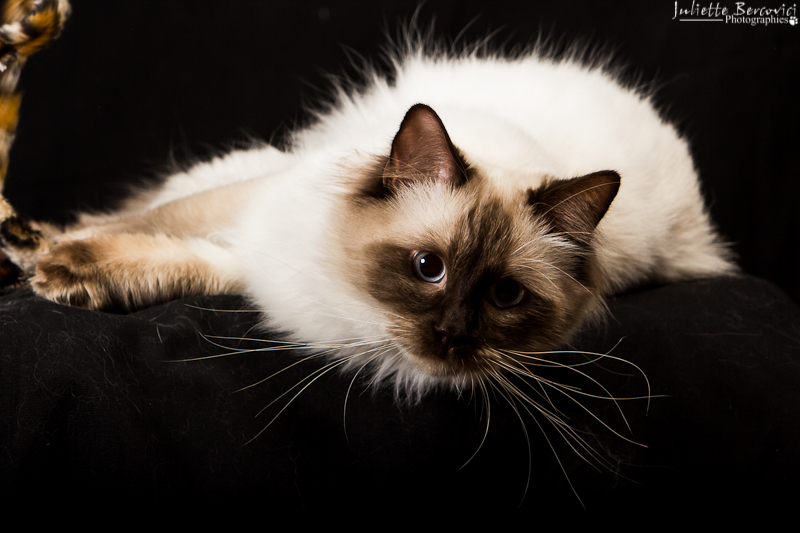 Gibson de l`Ulyssiade ragdoll mâle 17 mois