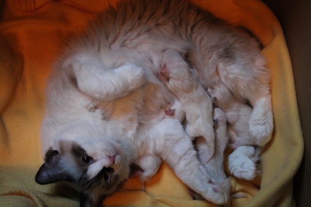 Chatons ragdolls Ulyssiade