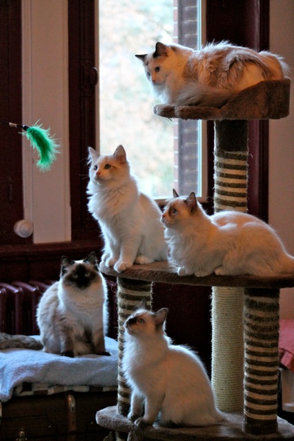 chatons ragdolls Ulyssiade