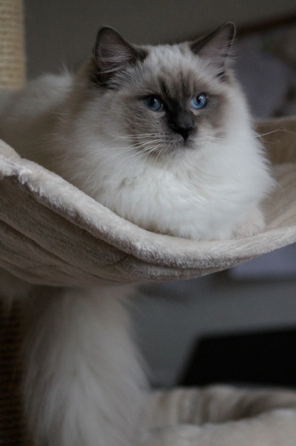 Lucky ragdoll bleu mitted