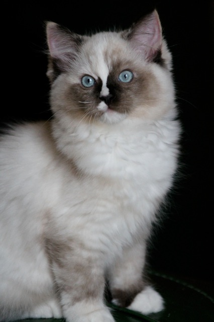 Lila chaton ragdoll de l`Ulyssiade