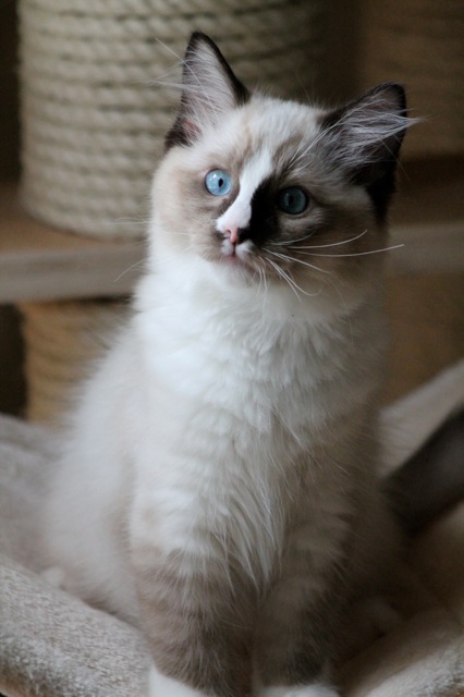 Lewis chaton ragdoll de l`Ulyssiade