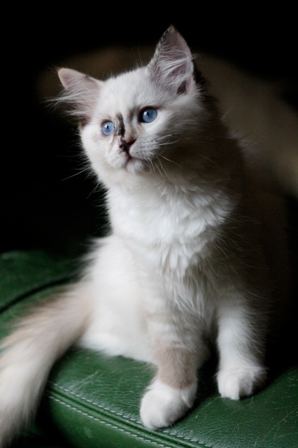 Latika chaton ragdoll de l`Ulyssiade