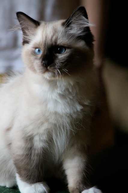 Barbouille chaton ragdoll de l`Ulyssiade