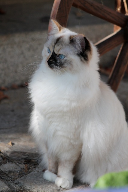 Jyothika de l`Ulyssiade, chaton ragdoll seal tortie mitted