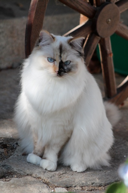 Jyothika de l`Ulyssiade, chaton ragdoll seal tortie mitted, 10 mois