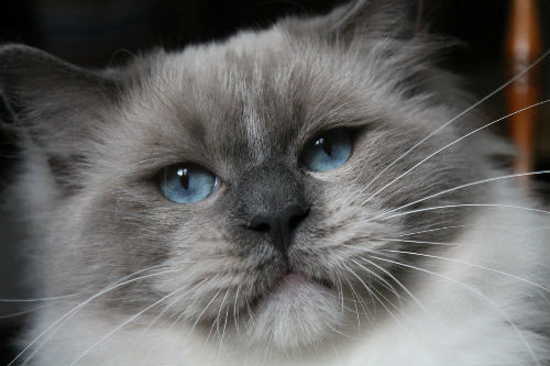 Lucky Life de L`Ulyssiade ragdoll blue