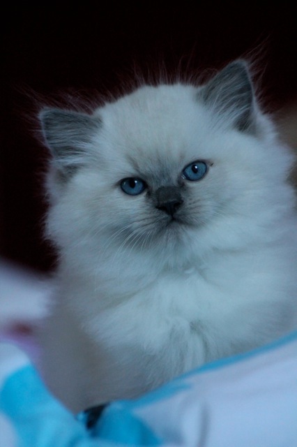 Madness chaton ragdoll 7 semaines