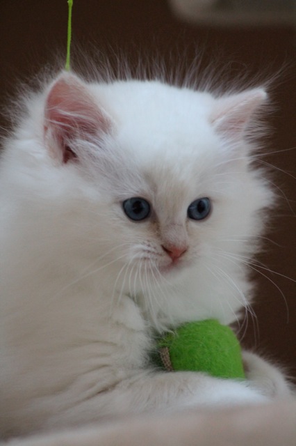 Millesim chaton ragdoll 7 semaines