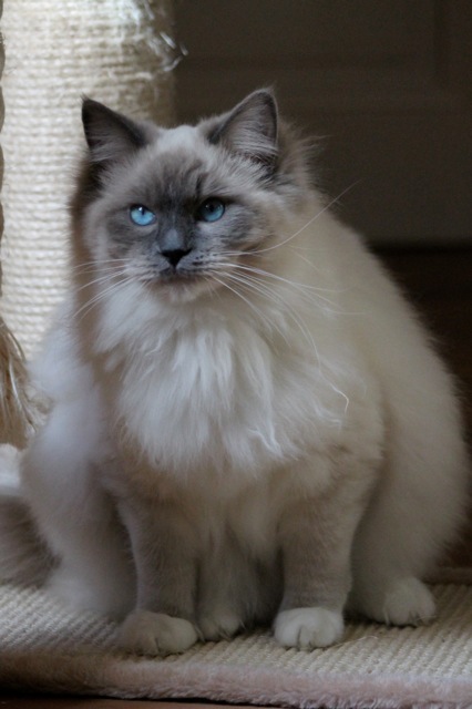 Skye ragdoll bleu mitted