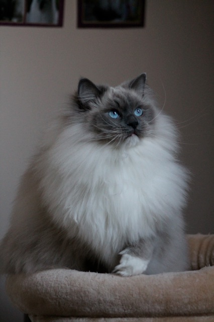 Skye ragdoll blue point mitted