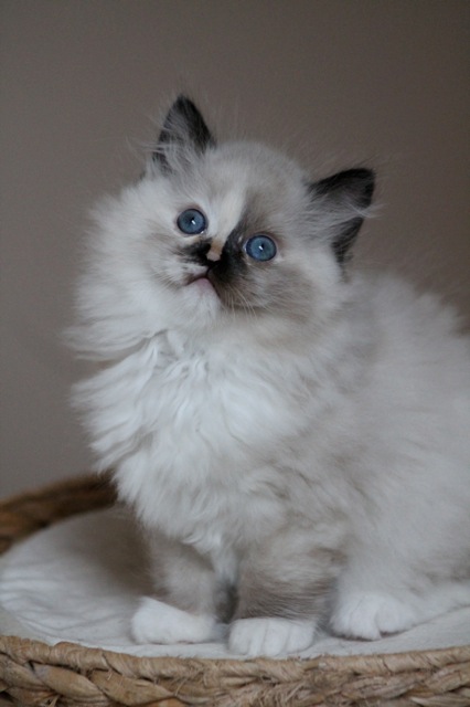 Maybe Wonka ragdoll seal tortie mitted