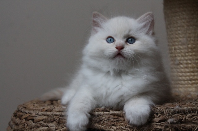 Miyazaki ragdoll crème bébé