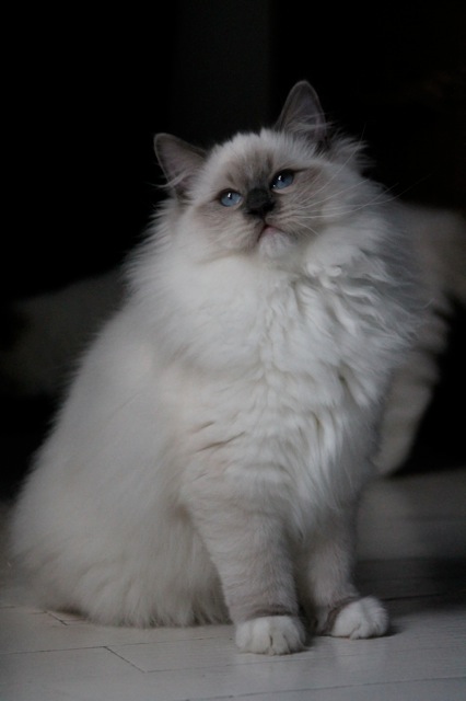 Lucky Life chaton ragdoll