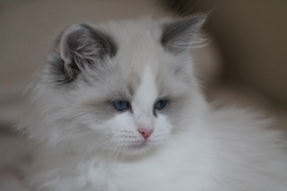 Jim de l`Ulyssiade ragdoll