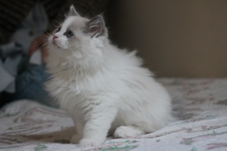 Jaboo de l`Ulyssiade ragdolls bleus