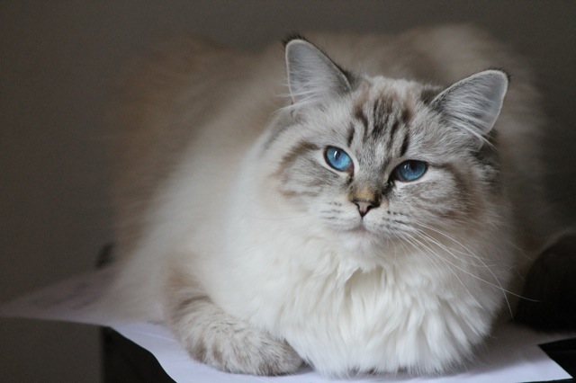 Makhéa ragdoll seal tortie point mitted