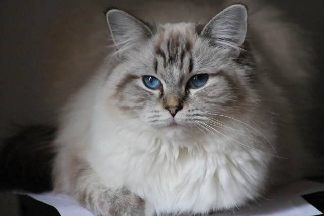 Makhéa des Ragouzi , ragdoll seal tabby point mitted