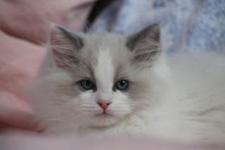 Jaboo de l`Ulyssiade ragdolls bleus