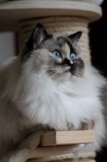 Maybe Wonka de l`Ulyssiade ragdoll tortie