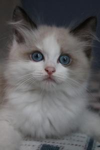 Niacaragua Nemo ragdoll seal bicolore