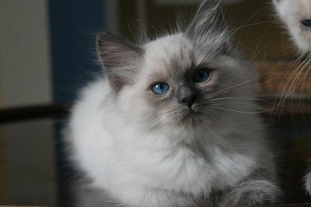 NYPD Blue ragdoll bleu point