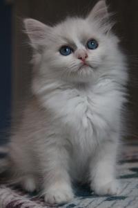 Nausica de l`Ulyssiade ragdoll blue tortie point mitted