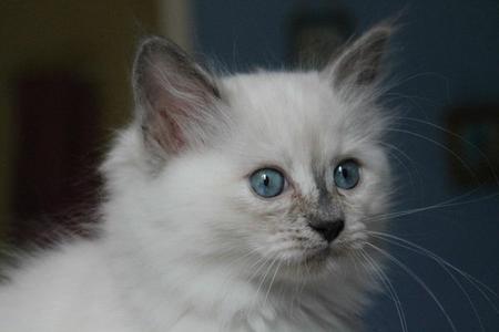 Nerfertiti ragdoll blue tortie point