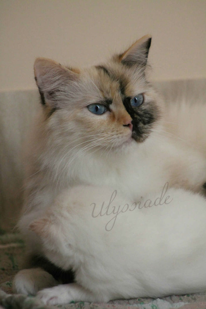 Jyothika, ragdoll tortie