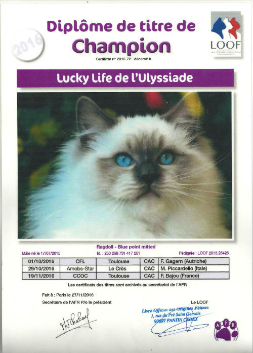 Titre Champion Loof Lucky Life, ragdoll