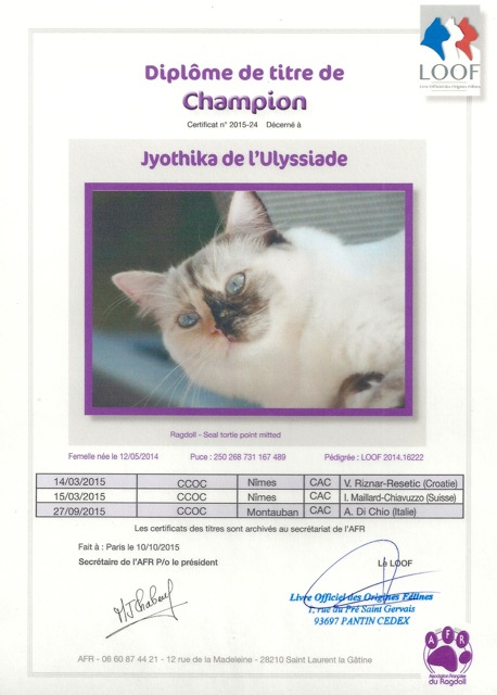 Champion ragdoll Jyothika de l`Ulyssiade seal tortie point mitted