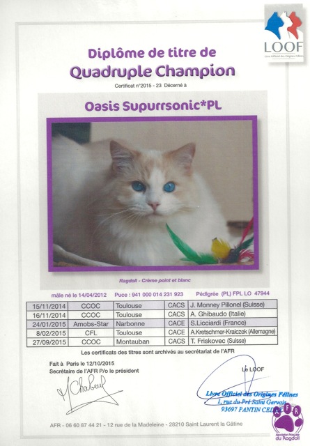 titre quadruple champion Oasis ragdoll champion d`Europe