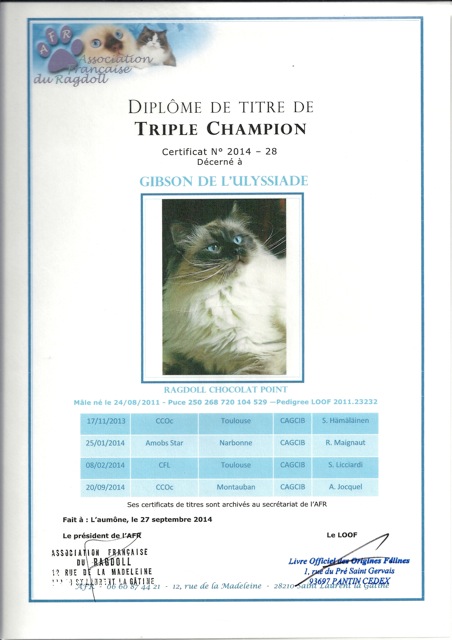 titre triple champion ragdoll Gibson de l`Ulyssiade, chocolat point