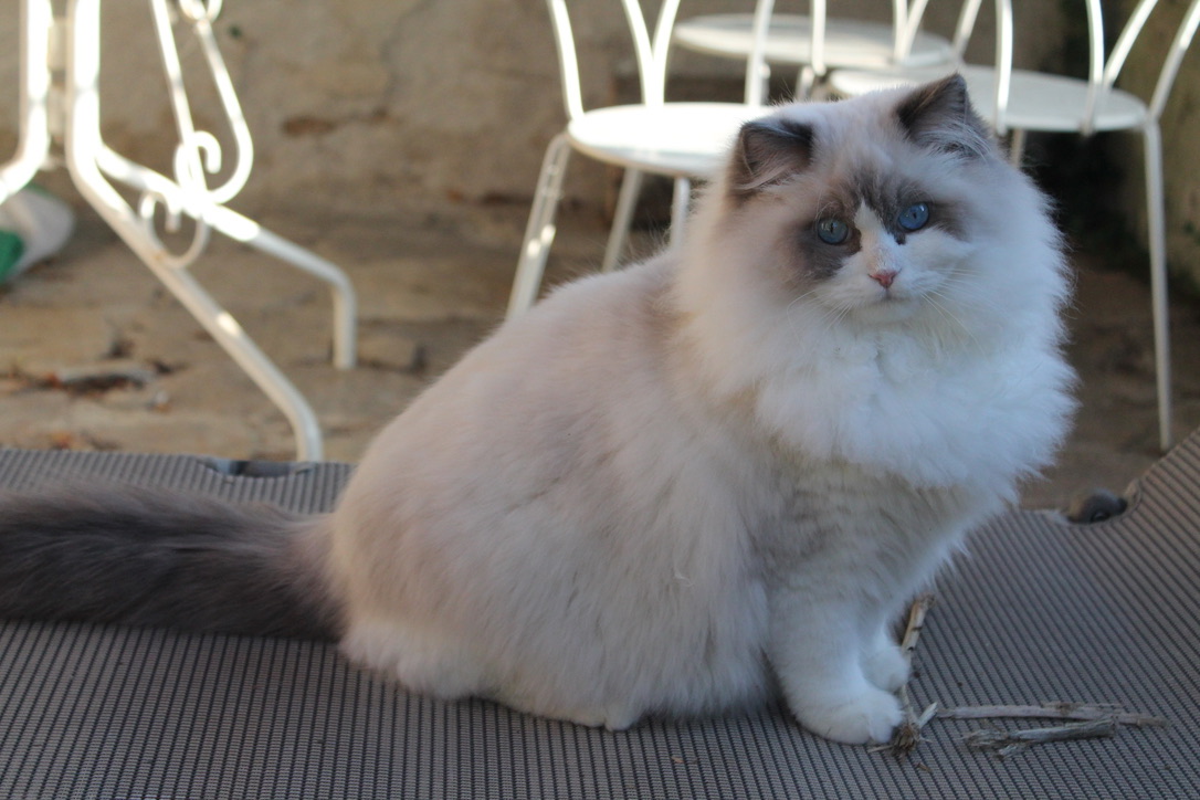 Ulahoop ragdoll blue point et blanc = bleu bicolore